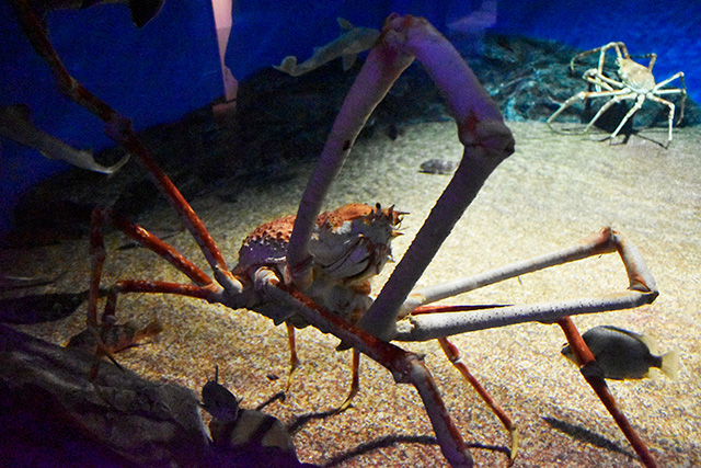 タカアシガニ/アクアワールド茨城県大洗水族館（大洗町）