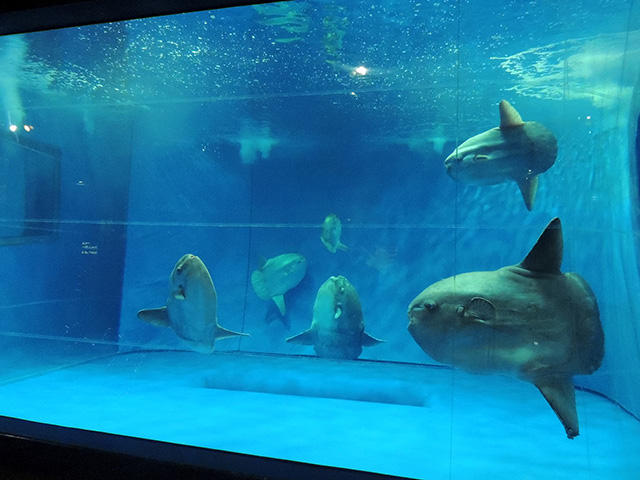 6匹のマンボウ/アクアワールド茨城県大洗水族館（大洗町）