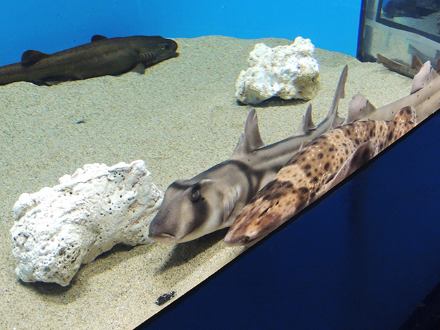 ポートジャクソンシャーク（左）スウェルシャーク（右）/アクアワールド茨城県大洗水族館（大洗町）
