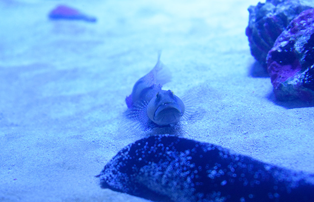 ギンガハゼ/アクアワールド茨城県大洗水族館（大洗町）