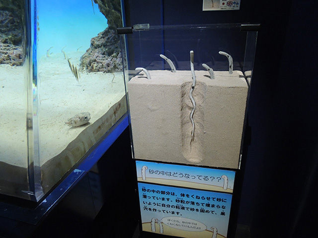 チンアナゴの解説/アクアワールド茨城県大洗水族館（大洗町）