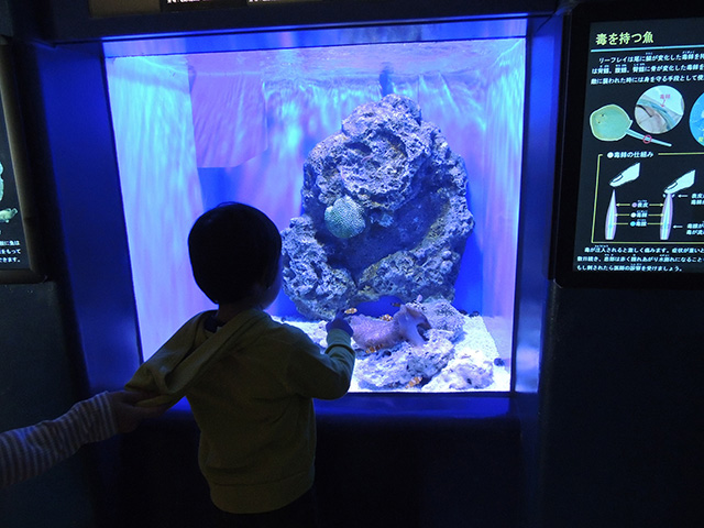 “毒を持つ魚”にキッズも興味津々/アクアワールド茨城県大洗水族館（大洗町）