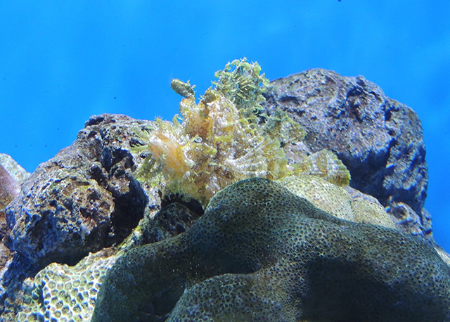 ホウセキカサゴ/アクアワールド茨城県大洗水族館（大洗町）