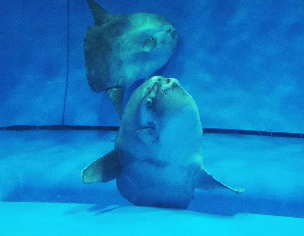 アクアワールド茨城県大洗水族館のマンボウ（茨城県／大洗町）