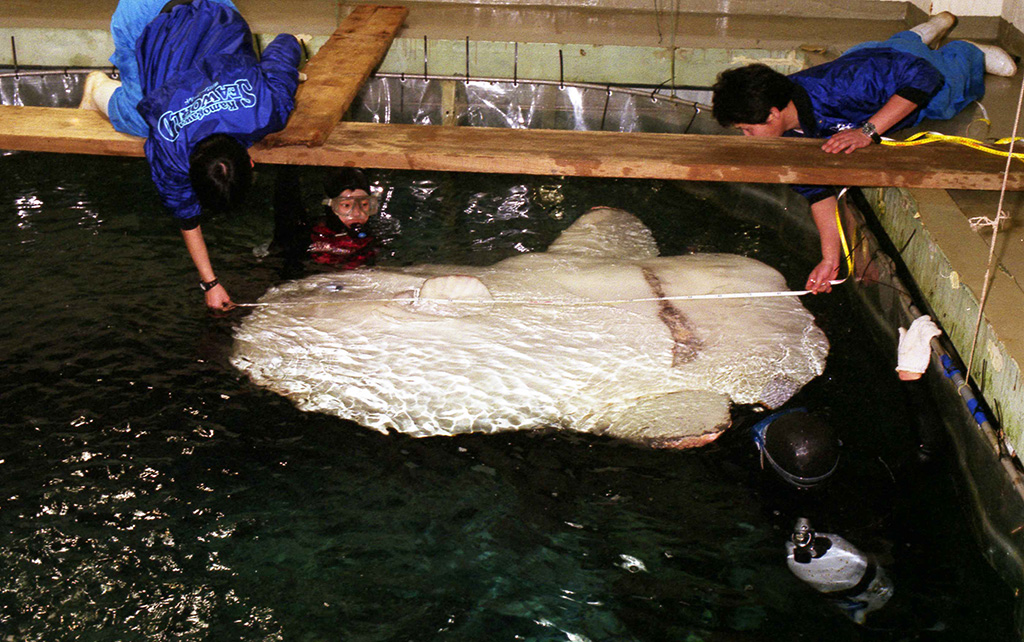 マンボウ“モンタン”/鴨川シーワールド（千葉県/鴨川市）