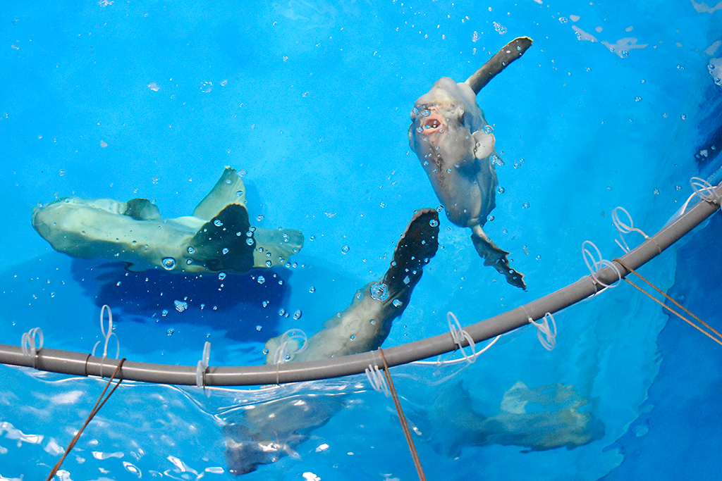 上から見たマンボウ水槽/アクアワールド茨城県大洗水族館（大洗町） ）