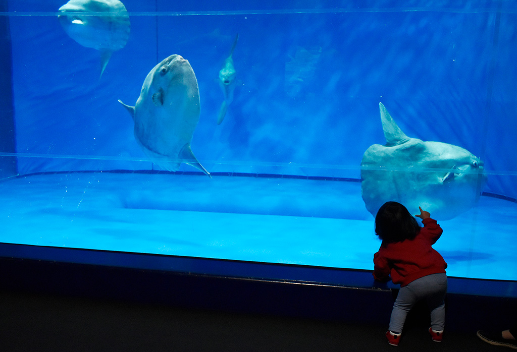 アクアワールド茨城県大洗水族館のマンボウ（茨城県／大洗町）