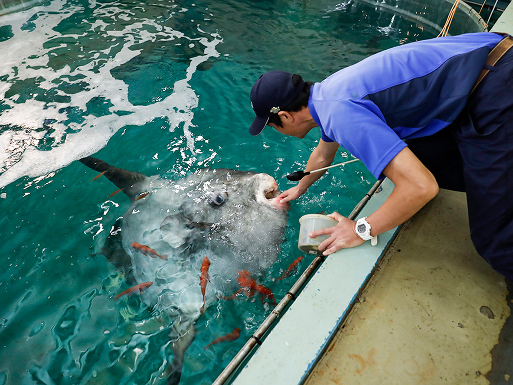 マンボウのエサやり/鴨川シーワールド（千葉県/鴨川市）