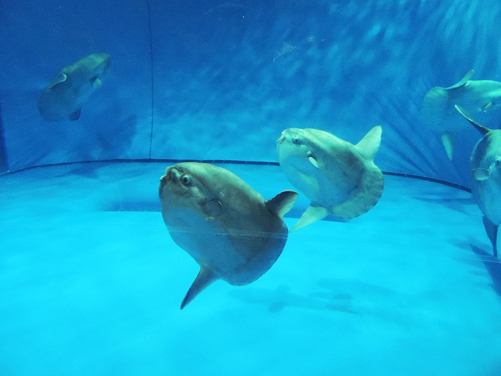 同じ方向を向く2匹のマンボウ/アクアワールド茨城県大洗水族館（茨城県／大洗町）