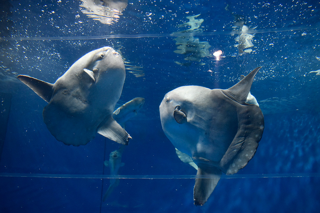 アクアワールド茨城県大洗水族館のマンボウ（茨城県／大洗町）