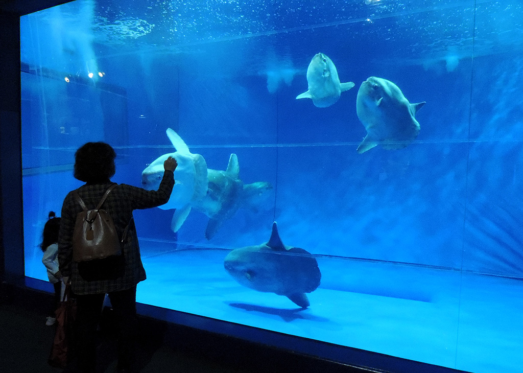 大きな水槽がマンボウの複数飼育・展示には必須/アクアワールド茨城県大洗水族館（茨城県／大洗町）