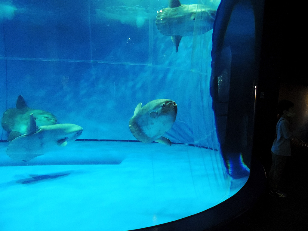 アクアワールド茨城県大洗水族館のマンボウ（茨城県／大洗町）