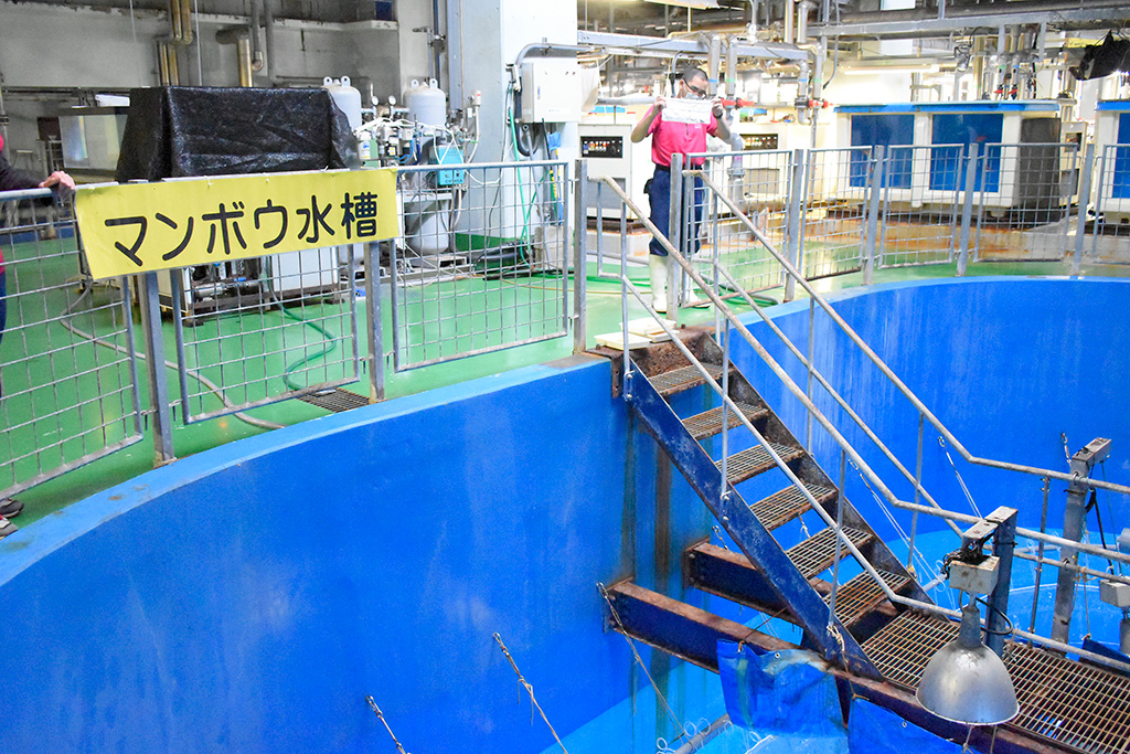 マンボウの食事シーンを上から見学/アクアワールド茨城県大洗水族館（茨城県／大洗町）