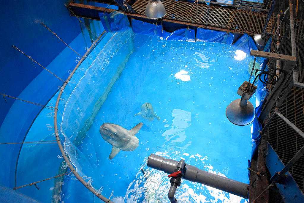 アクアワールド茨城県大洗水族館のマンボウ水槽（茨城県／大洗町）