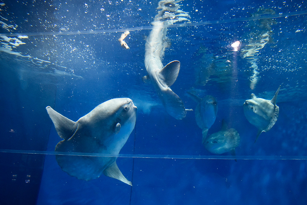 マンボウの食事シーン/アクアワールド茨城県大洗水族館（茨城県／大洗町）