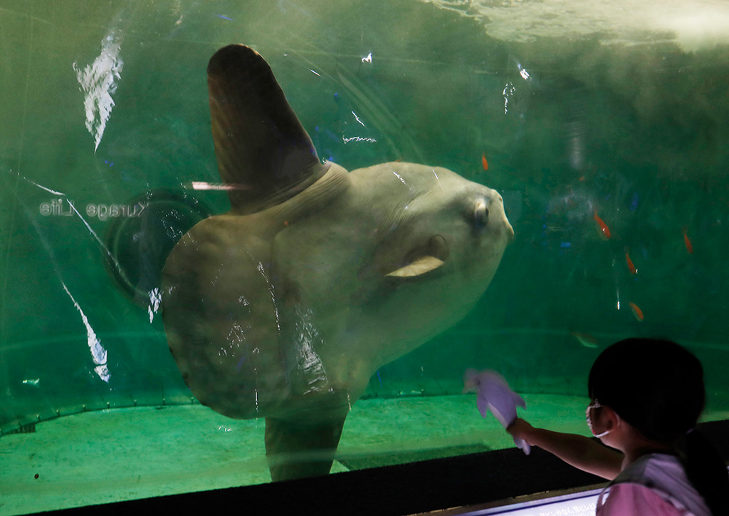 鴨川シーワールドのマンボウ（千葉県／鴨川市）