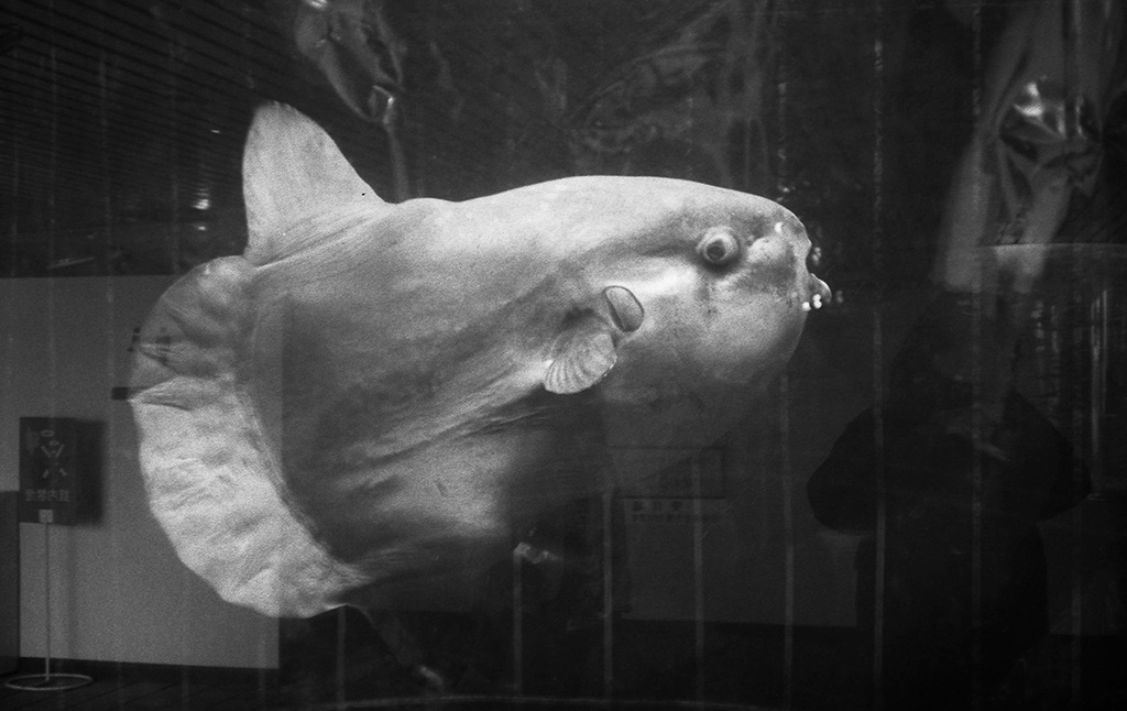 マンボウ飼育日数8年2カ月の世界記録を持つ“クーキー”/鴨川シーワールド（千葉県／鴨川市）