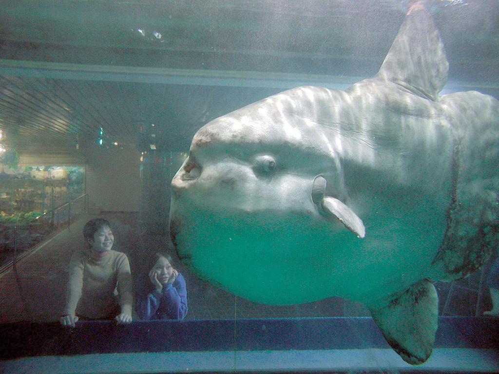 世界最大のサイズを記録したマンボウ/鴨川シーワールド（千葉県／鴨川市）
