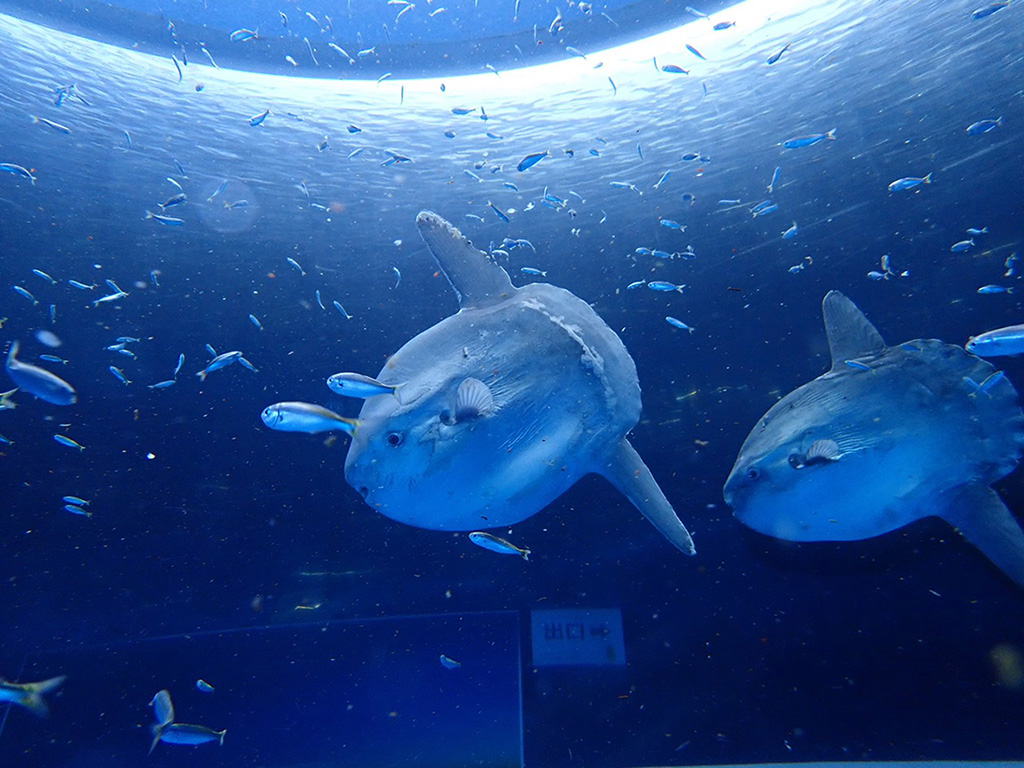 タカベがあまり好きでないマンボウ/横浜・八景島シーパラダイス（神奈川県／横浜市）