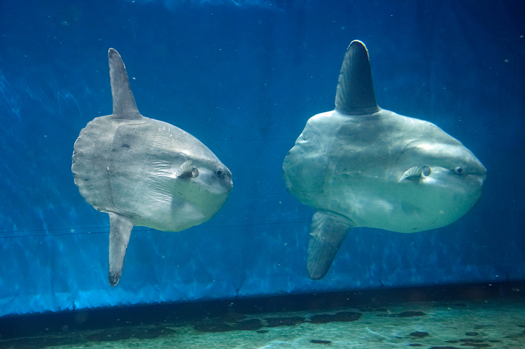 志摩マリンランドの2匹のマンボウ（三重県／志摩市）
