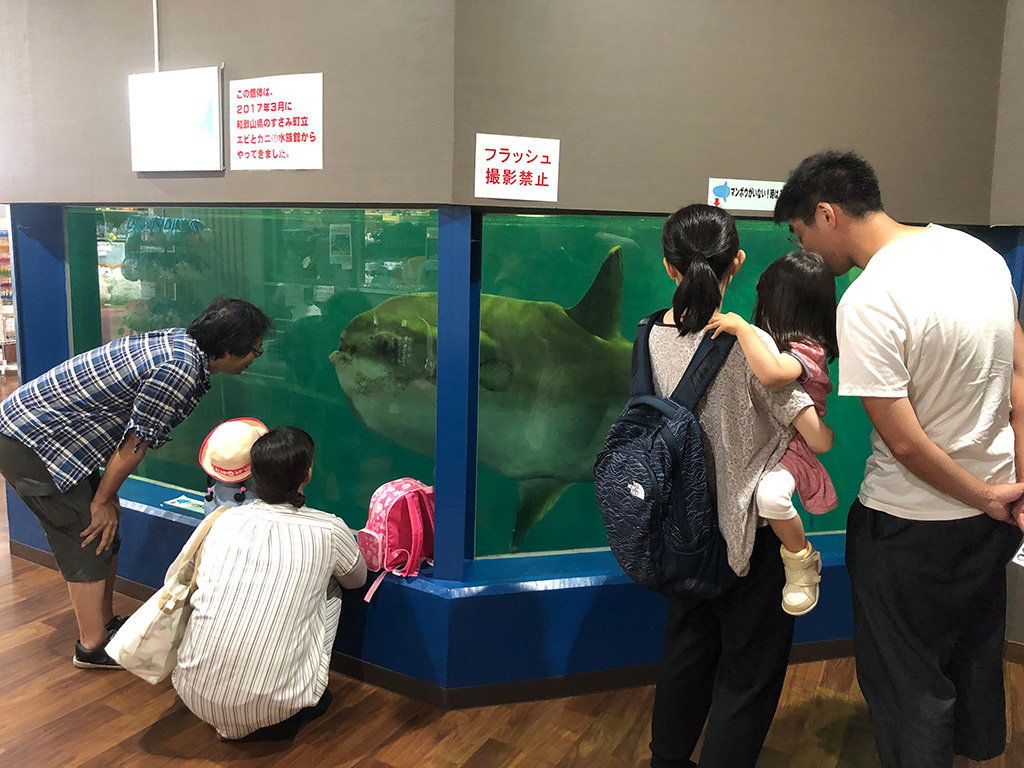 越前松島水族館のマンボウ水槽（福井県／坂井市）