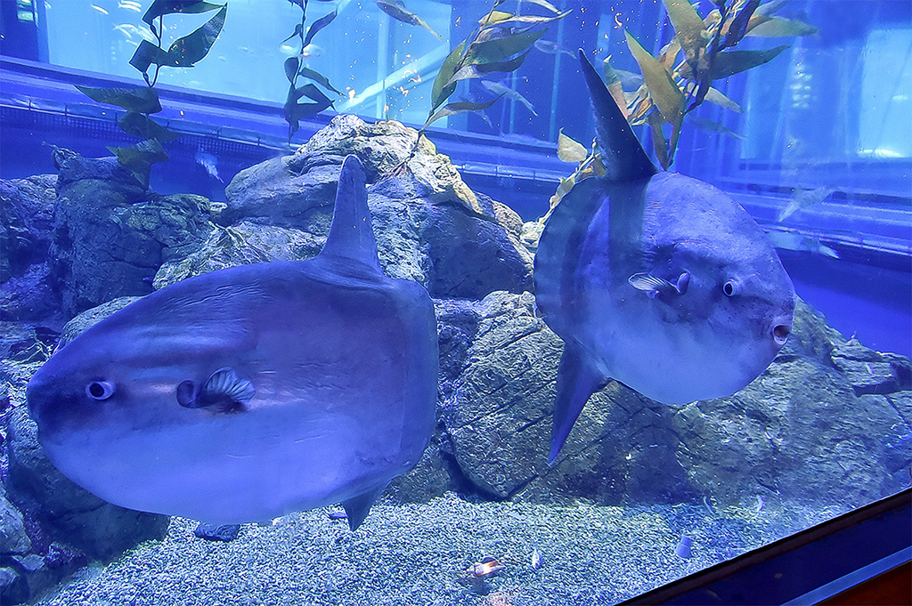 海遊館のマンボウ（大阪府／大阪市）