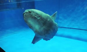日本でマンボウに会える水族館は?マンボウはフグの仲間!? ヒレや泳ぎ方に注目!