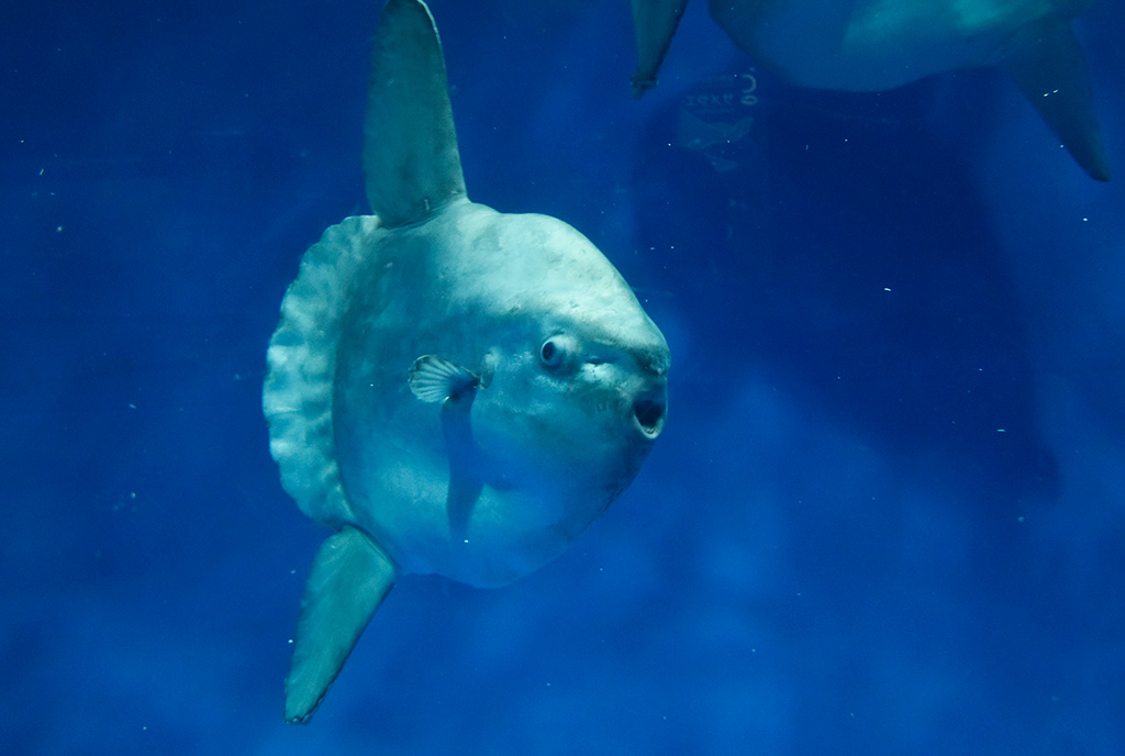 アクアワールド茨城県大洗水族館のマンボウ（茨城県／大洗町）