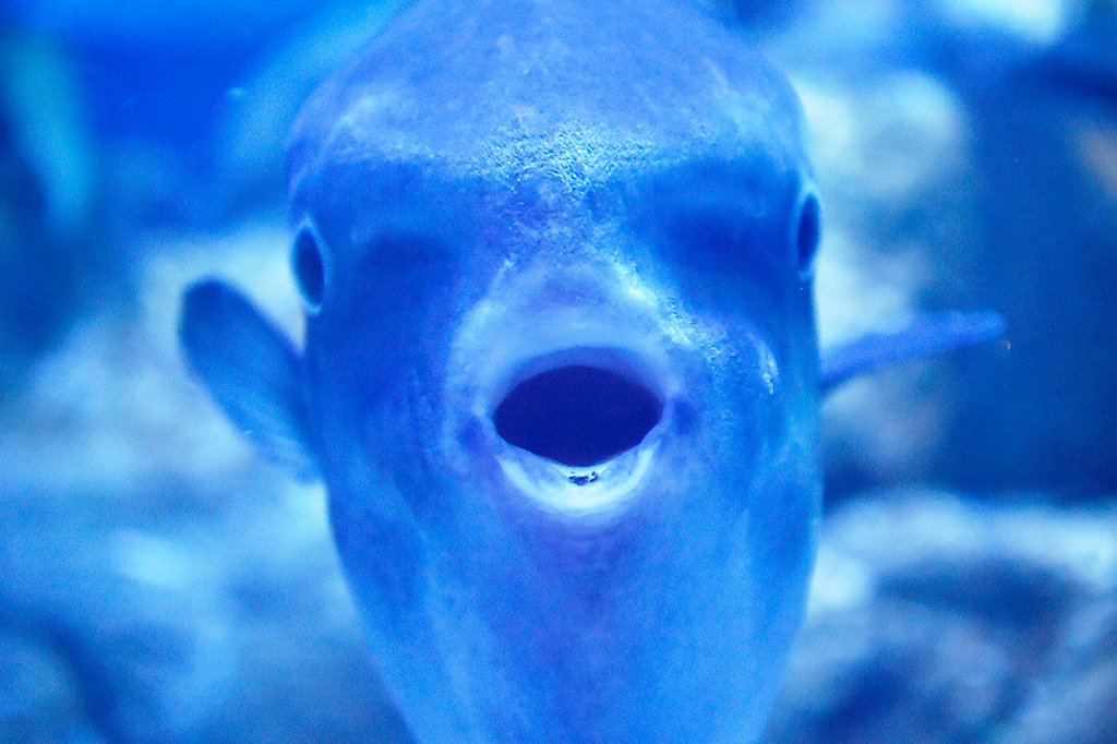 海遊館のマンボウ（大阪府／大阪市）