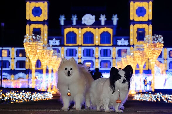 神戸イルミナージュ/道の駅 神戸フルーツ・フラワーパーク大沢(兵庫県)