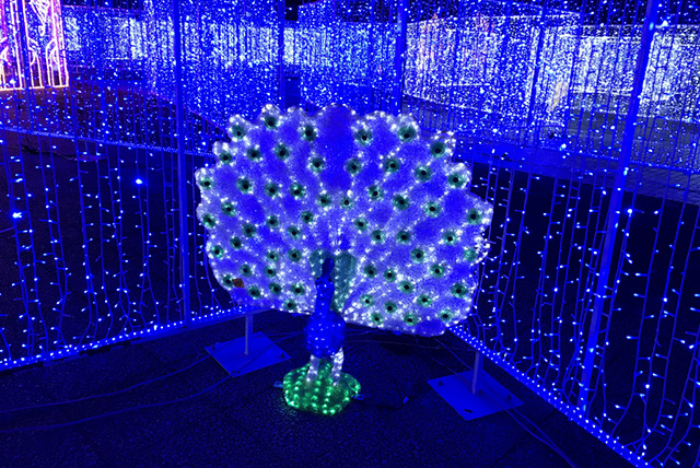 神戸イルミナージュ「光のアニマル巨大迷路」クジャクのイルミ