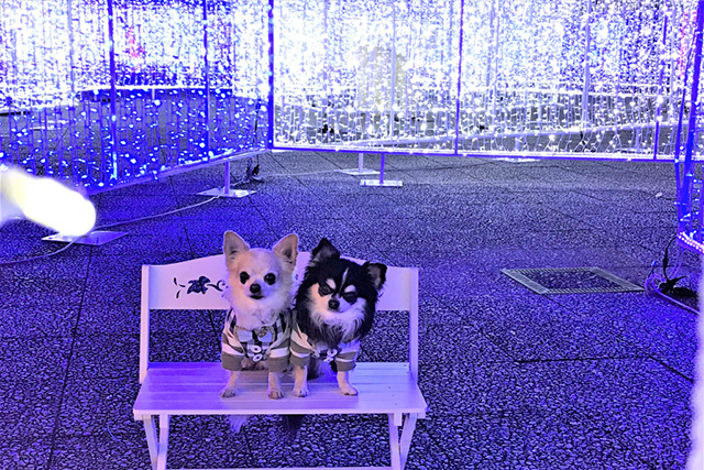 神戸イルミナージュの「光のアニマル巨大迷路」はペット同伴OK/道の駅 神戸フルーツ・フラワーパーク大沢(兵庫県)