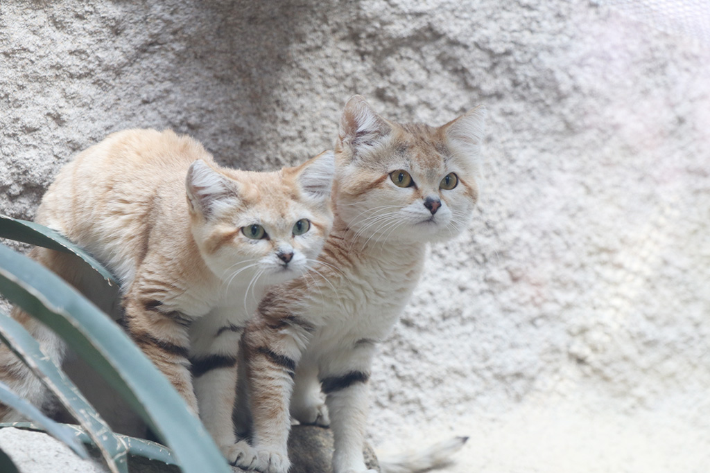 砂漠の天使と呼ばれる「スナネコ」/神戸どうぶつ王国(兵庫県/神戸市)