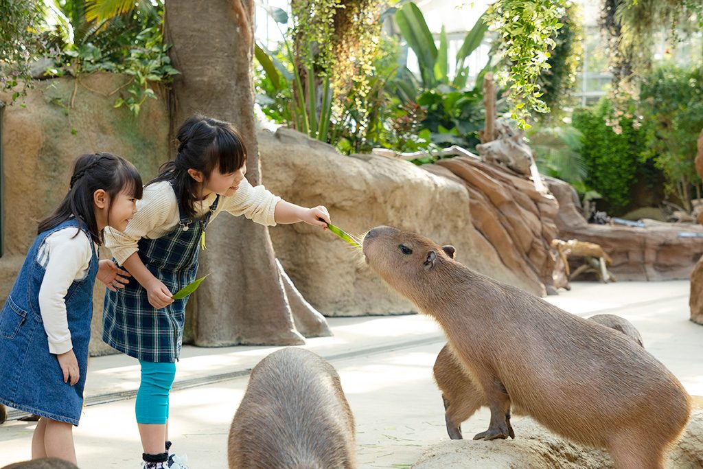 カピバラにエサをあげる子ども/神戸どうぶつ王国（兵庫県/神戸市）