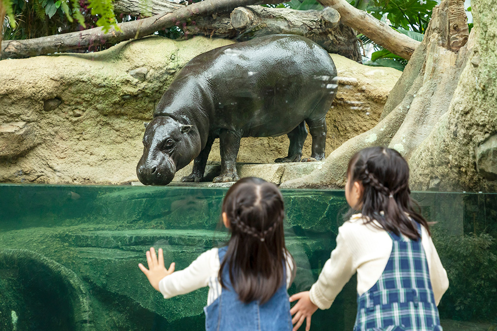 世界三大珍獣のコビトカバ/神戸どうぶつ王国(兵庫県/神戸市)