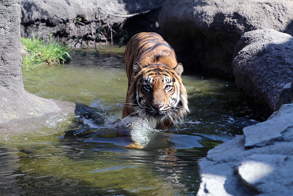 スマトラトラ/神戸どうぶつ王国(兵庫県/神戸市)