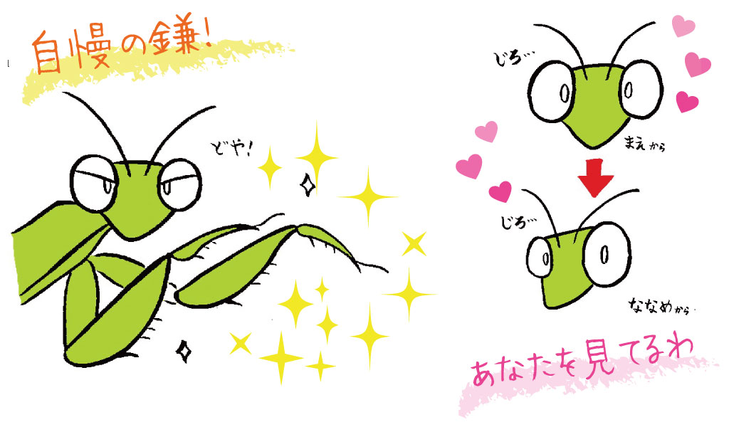 カマキリの特徴　ここが人気！
