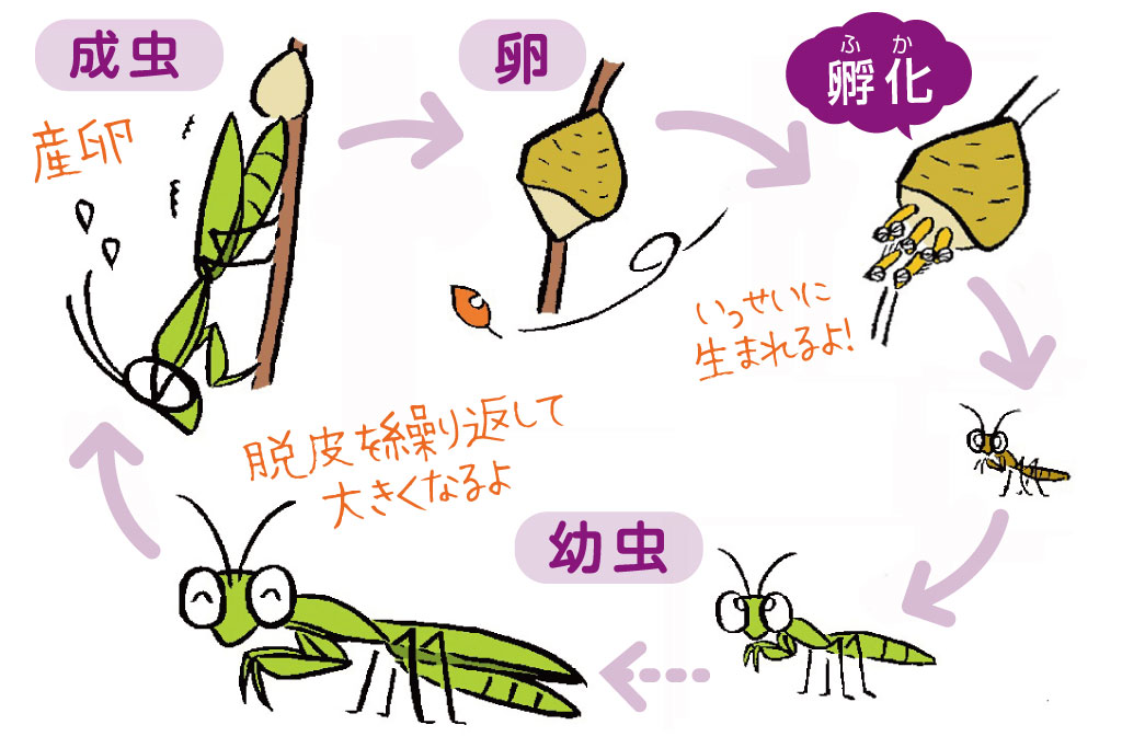 カマキリの成長過程