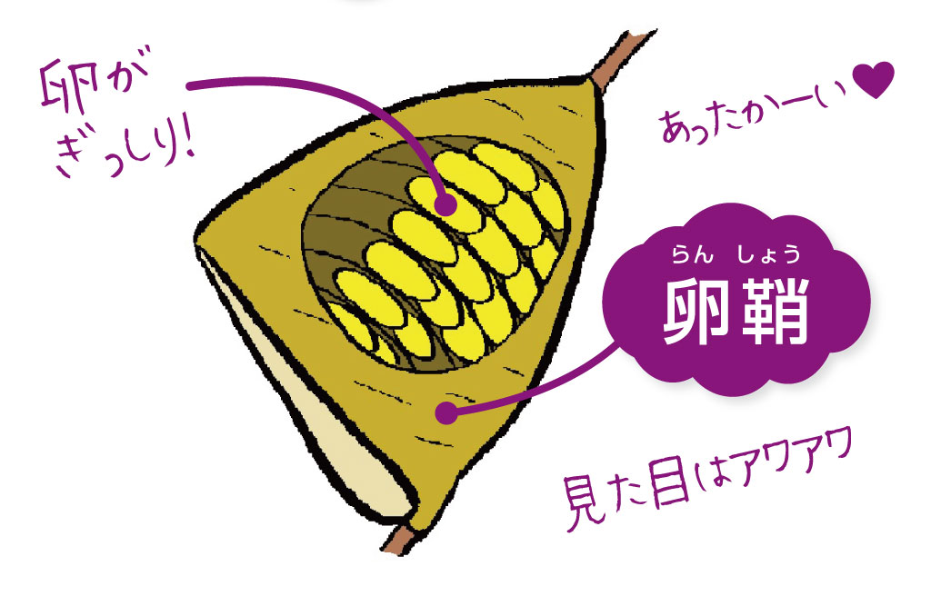 カマキリの卵はなぜ泡状？