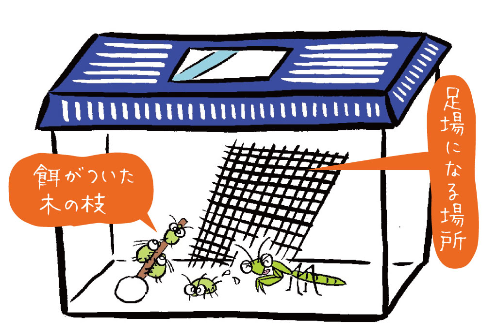 カマキリの幼虫の飼育