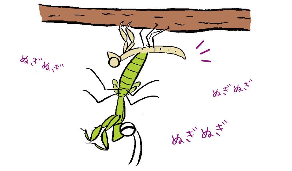 カマキリの脱皮を観察