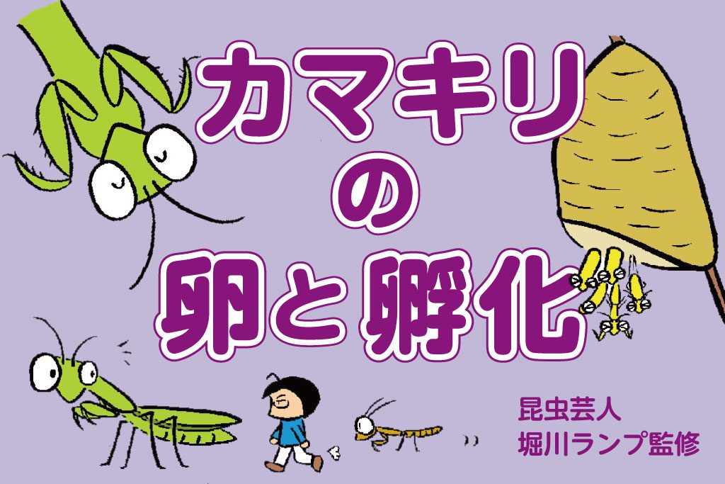 カマキリの卵と孵化/昆虫芸人　堀川ランプ監修