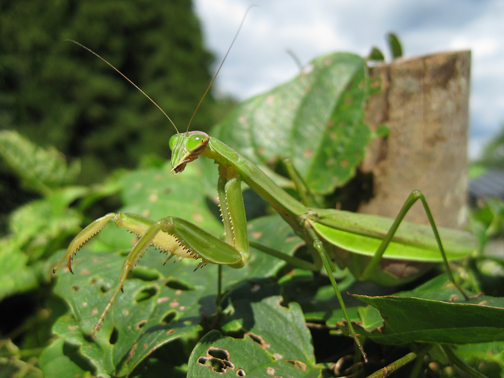 オオカマキリ