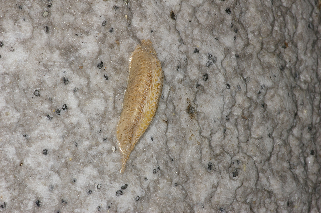 コカマキリの卵