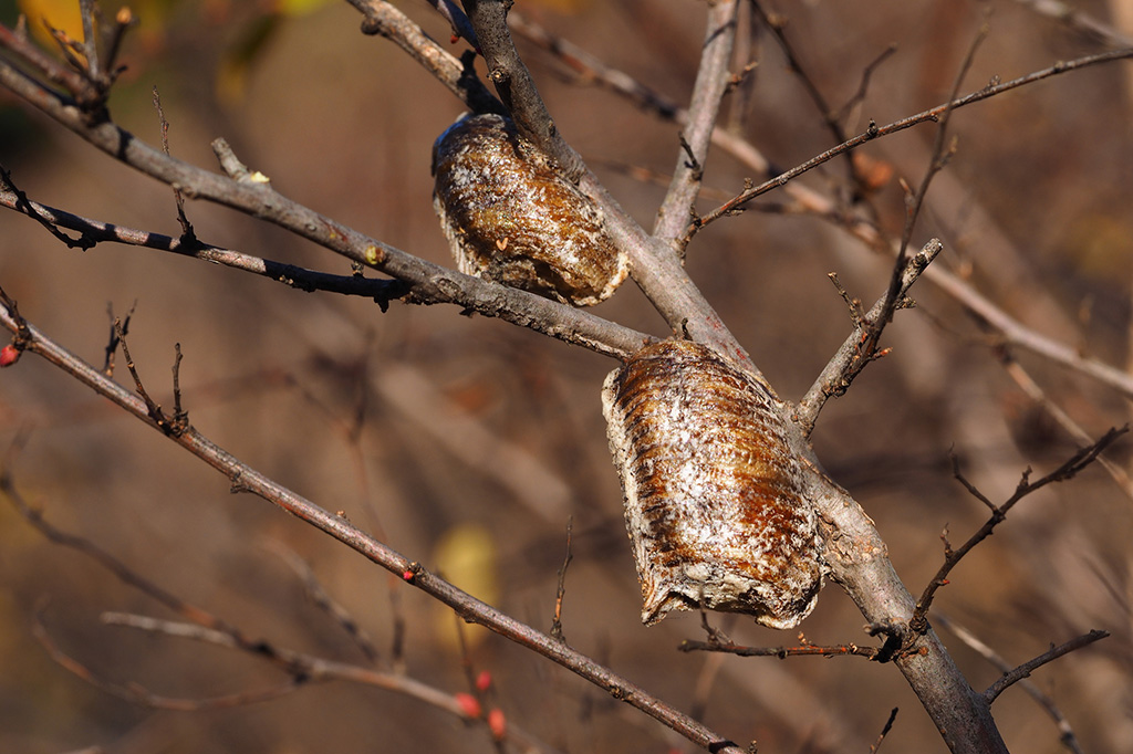 ハラビロカマキリの卵