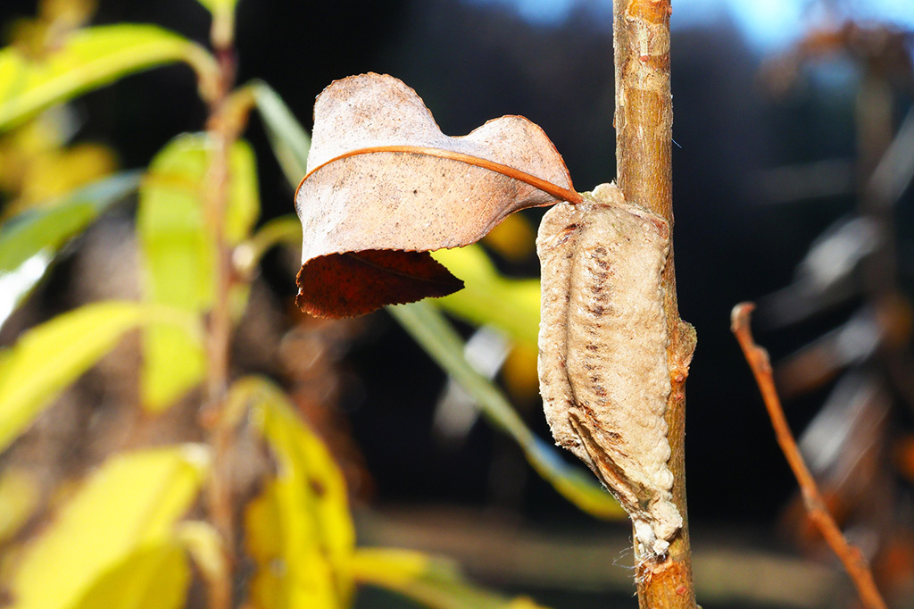 チョウセンカマキリの卵