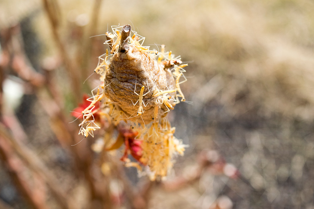 カマキリの孵化の様子