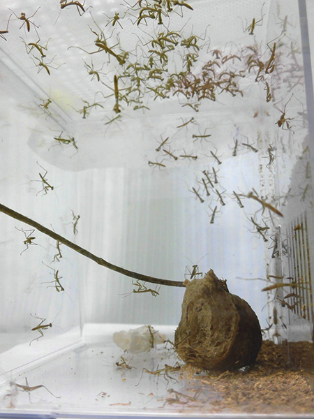 孵化したカマキリの赤ちゃん