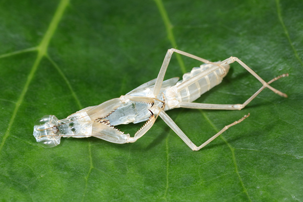 脱皮したカマキリの抜け殻