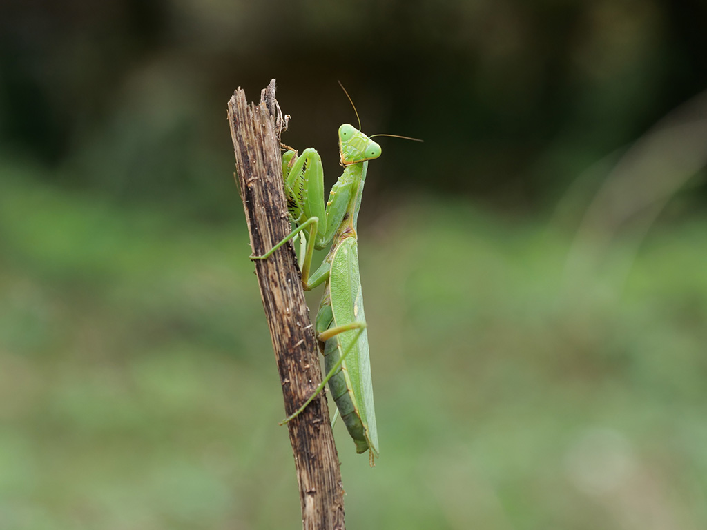 ハラビロカマキリ